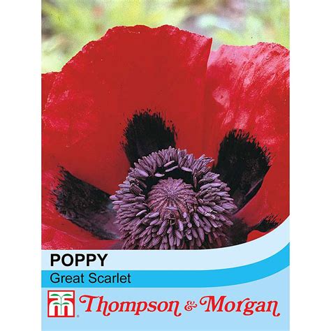 Poppy Great Scarlet Seeds Thompson And Morgan