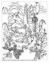 Coloring Pages Woodland Creature Animals Forest Popular sketch template