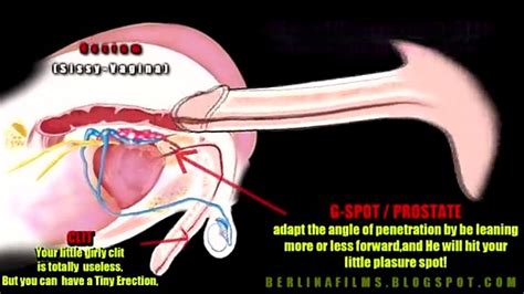 shemale anatomy xvideos