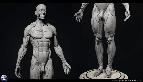 3d Model Human Anatomy Kit Vr Ar Low Poly Cgtrader