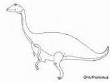 Coloring Dinosaur Ornithomimus Pages sketch template