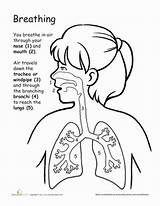 Respiratory Lungs Sistema Respiratorio Humano Lung Ciencias Naturales Breathing Actividades Aparatos Teeleg Digestive Aparato Getdrawings Educacional Guardería Psicologia Repiratorio Matemáticas sketch template