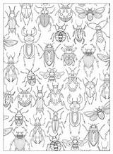 Coloring Printable Pages Bug Bugs Getcolorings sketch template
