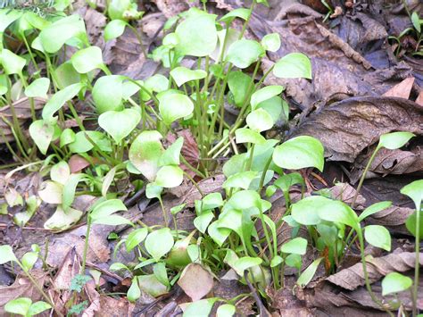 how to find edible weeds a life unprocessed