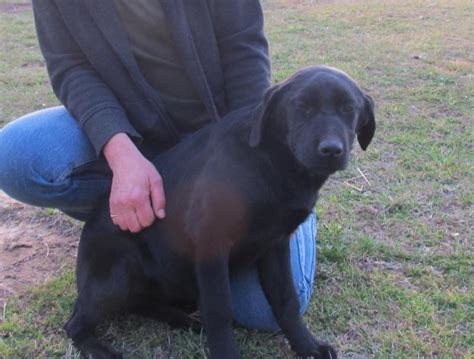 woods ferry labrador all of our puppies both male and female are