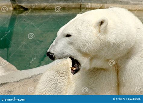 side view   roaring polar bear stock image image  freezing mouth