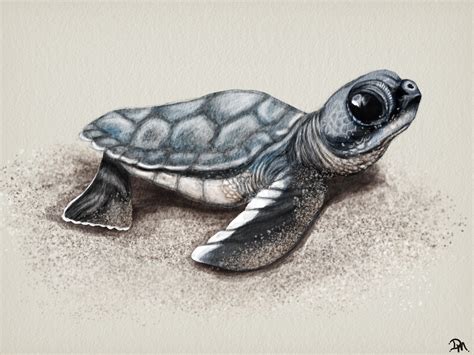 baby sea turtle drawing  paintingvalleycom explore collection