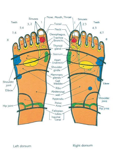 Top Of Feet Chart Medical Info Pinterest Reflexology