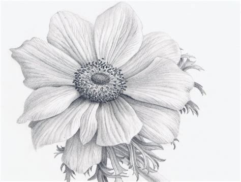 realistic flower sketch  paintingvalleycom explore collection  realistic flower sketch