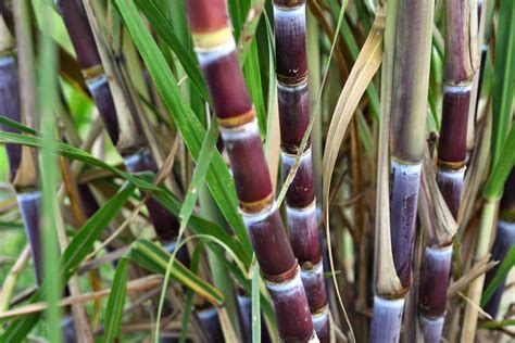 grow  care  sugar cane