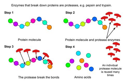protease enzymes break  proteins