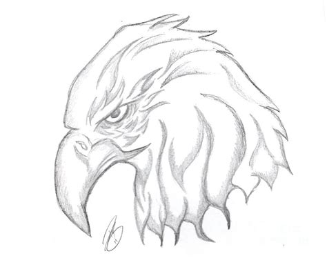 eagle head drawing drawing  minding  visions  adri  ray