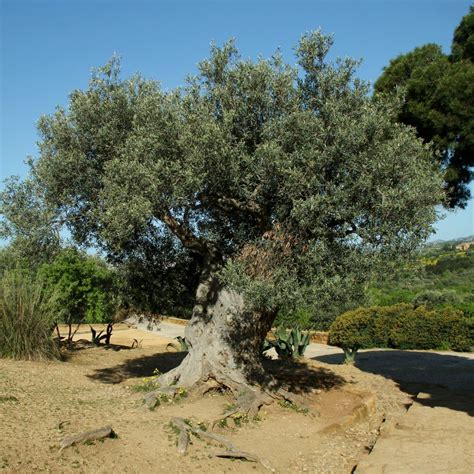 olive tree media encyclopedia  life