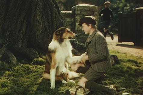 lassie come home 1943 directed by fred m wilcox