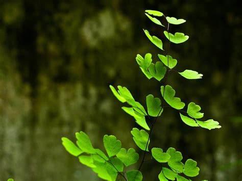 Img 0862 Maiden Hair 蕨类，fern Bakeling Flickr