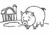 Coloring Pages Pigs Piglets Print sketch template