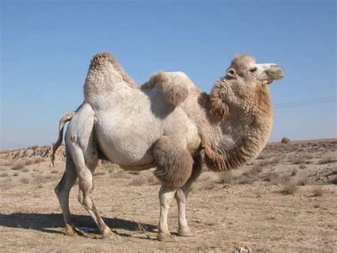camello bactriano salvaje wallpaper buscar  google camelus rare