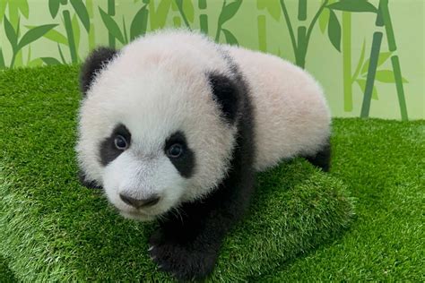 visit jia jia  kai kais baby panda cub le le  river