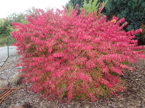 winged euonymus invasive exotic plants  north carolina inaturalist