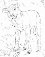 Coloring Lamb Pages Printable Realistic Supercoloring Sheep Categories sketch template
