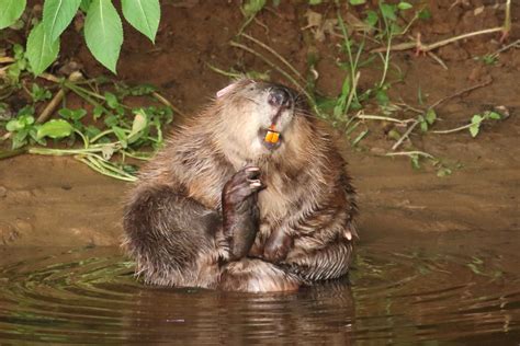 government  beavers  stay   devon home envirotec