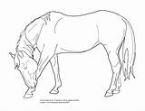 Lineart Bowing Angie Warmblood Pferde Tack Cliparting sketch template