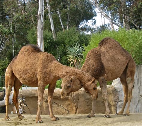 dromedary camels cjbphotos flickr