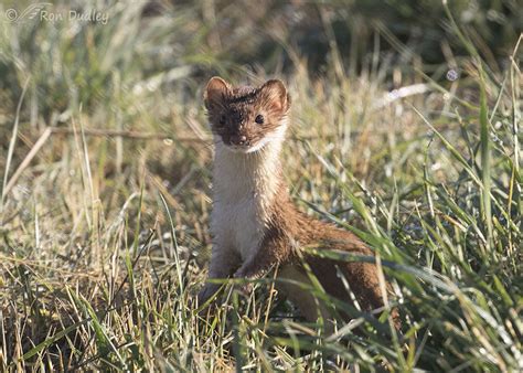 long tailed weasel yesterday  farmington feathered photography