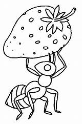 Coloring Pages Ants Bring Strawberry Color Tocolor Ant Visit sketch template