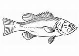 Fisch Malvorlage Pesce Vis Pez Ausmalbild Malvorlagen Fische Fisk Schulbilder Ausdrucken Edupics Abbildung Vorlagen Unterricht sketch template