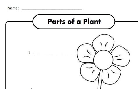 parts   plant worksheet    kindergarten worksheets