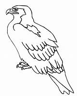 Falcon Coloring Pages Bird Perched Peregrine Kids Hawk Drawing Preschool Printable Color Getcolorings Getdrawings Crafts Print Bell sketch template