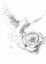 Dove Drawing Rose Drawings Realistic Tattoo Doves Tattoos Taube Pencil Simple Von Men Designs Bird Tauben Zeichnung Painting Coloring Getdrawings sketch template