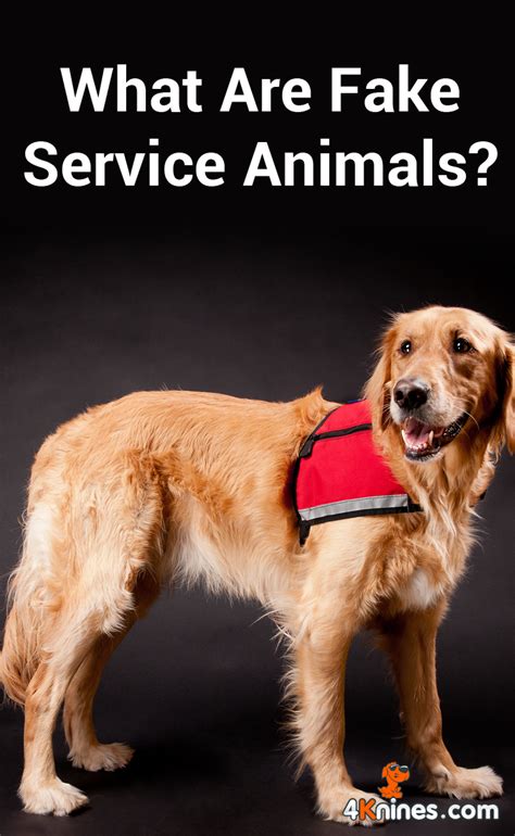 lot  people pay    dogs registered   service