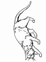 Poes Kleurplaat Poezen Katten Katze Tekenen Malvorlage Ausmalbild Stemmen Stimmen sketch template