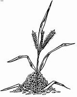 Rice Clipart Plant Coloring Drawing Pages Clip Grass Outline Cliparts Wheat Library Gif Book sketch template