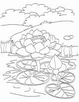 Pond Coloring Lotus Pages Drawing Blooming Kids Fish Printable Outline Flowers Color Getdrawings Getcolorings ดอก ไม Flower Template sketch template