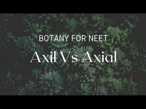 axil  axial   confusing terms  botany youtube