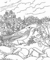 Coloring Hermit Vermont Thrush Pages State Birds Purplekittyyarns sketch template