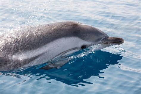 delfine delfine schwimmen gran canaria  stunden hier buchen