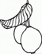 Guava Coloring Pages Drawing Fruit Clipartmag sketch template