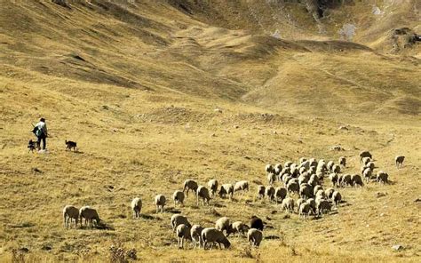 herding sheep information
