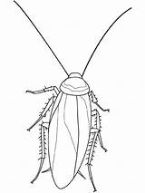 Coloring Cockroach Pages Insect Insects Kleurplaat Kakkerlak Insecten Van Kleurplaten Printable Pages2color Pierre Georges Difference St Cockroaches Clipart Insekten Insectes sketch template