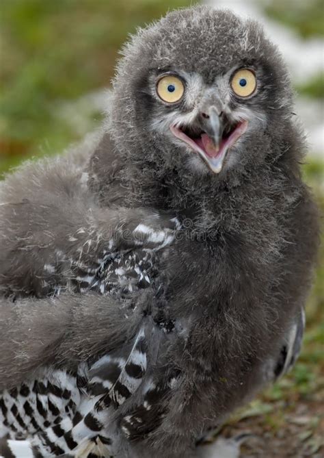 baby snowy owl stock photo image  snowy arctic avian