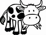 Cow Coloring Vaca Colorear Kuh Comiendo Pasto Kleurplaat Koe Cows Mucca Comendo Mucche Malvorlage Grama Colorare Simpatica Clipartmag Scaricare Divertenti sketch template