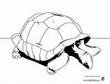 Colorear Tortuga Tortue Tortugas Terrestres Dibujos Tortoise Sulcata Reptiles Línea Gratistodo sketch template