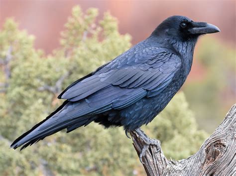 common raven ebird