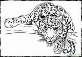 Detailed Coloring Pages Printable Getcolorings sketch template