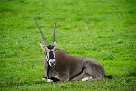 uks  beisa oryx marwell zoo