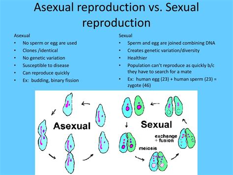 ppt biology eoct review powerpoint presentation free download id